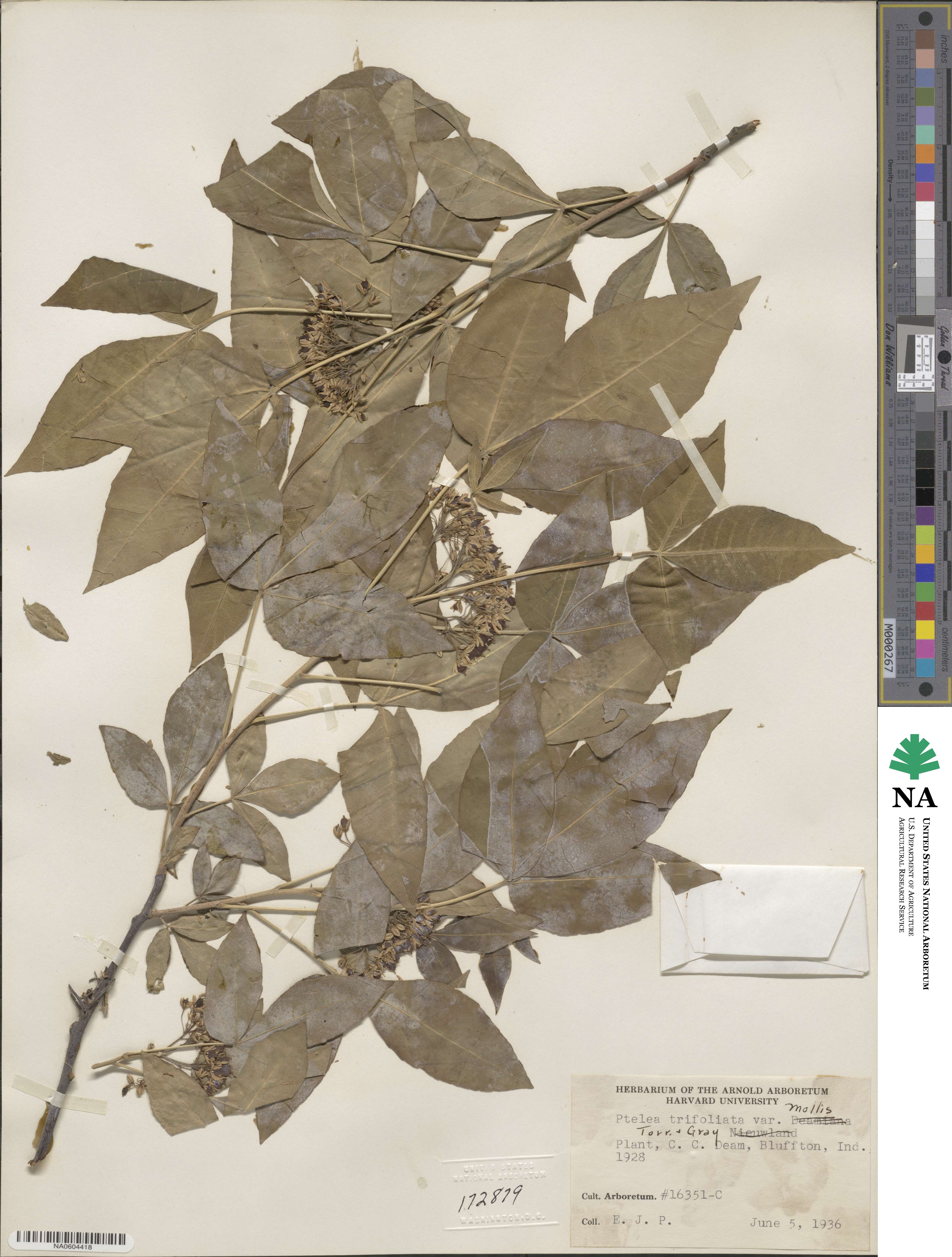 Ptelea trifoliata var. mollis image