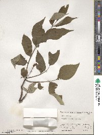 Phellodendron amurense image