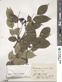 Phellodendron amurense image