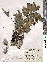 Phellodendron amurense image