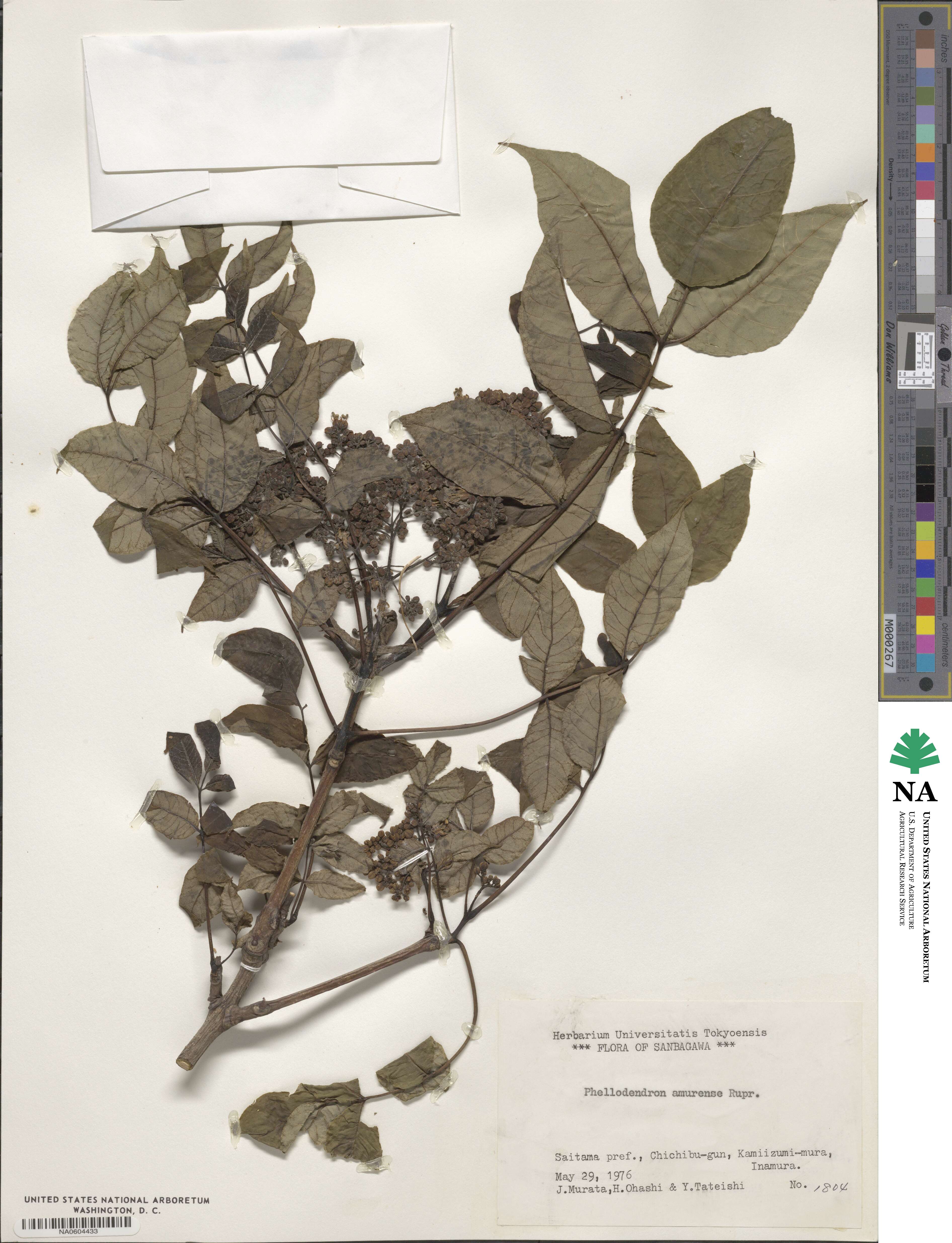 Phellodendron amurense image