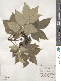 Phellodendron amurense var. sachalinense image