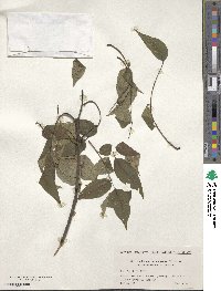 Phellodendron amurense var. sachalinense image