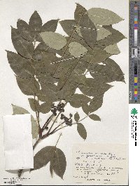 Phellodendron amurense var. sachalinense image