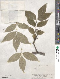 Phellodendron amurense image