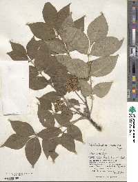 Phellodendron amurense image