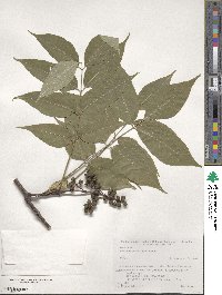 Phellodendron amurense image