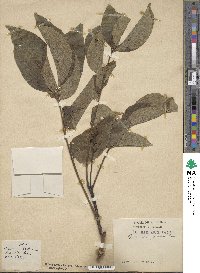 Phellodendron amurense var. japonicum image