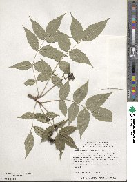 Phellodendron amurense image