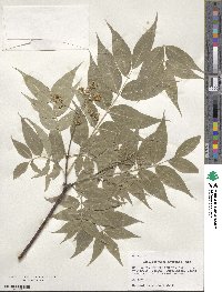 Phellodendron amurense image