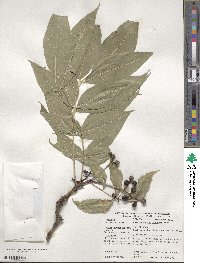 Phellodendron amurense image