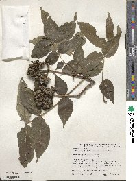 Phellodendron amurense image