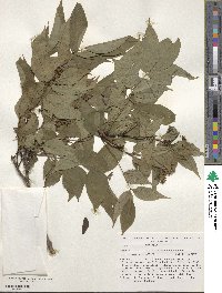 Phellodendron amurense image