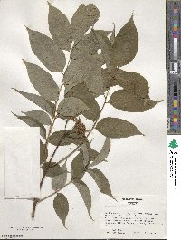 Phellodendron amurense image