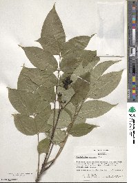 Phellodendron amurense image