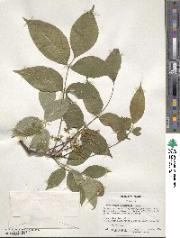 Phellodendron amurense image