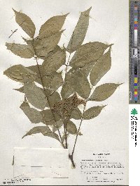 Phellodendron amurense image