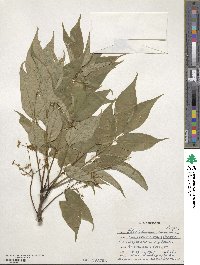 Phellodendron amurense image