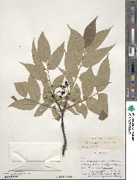 Phellodendron amurense image