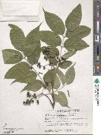 Phellodendron amurense image