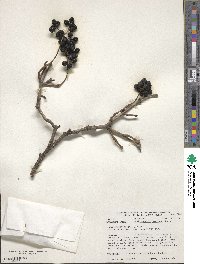 Phellodendron amurense image