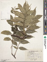 Phellodendron amurense image