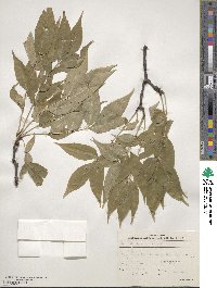 Phellodendron amurense image