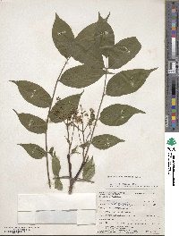 Phellodendron amurense image