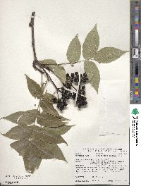 Phellodendron amurense image