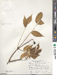 Phellodendron amurense image