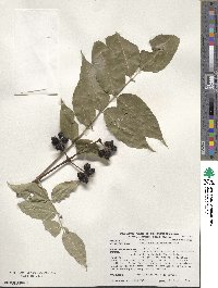 Phellodendron amurense image