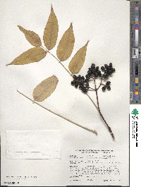 Phellodendron amurense image