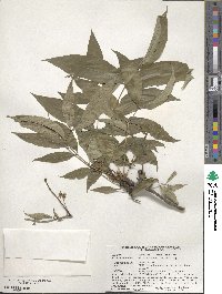 Phellodendron amurense image