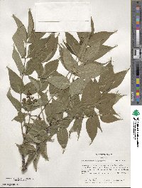 Phellodendron amurense image