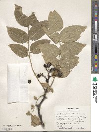 Phellodendron amurense var. japonicum image