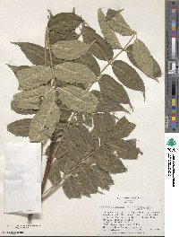 Phellodendron amurense image