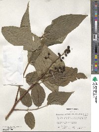 Phellodendron amurense var. lavallei image