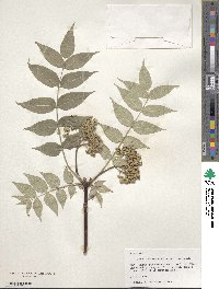 Phellodendron chinense image