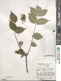 Phellodendron chinense image