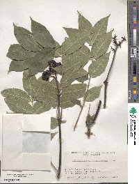 Phellodendron chinense image