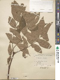 Phellodendron chinense image