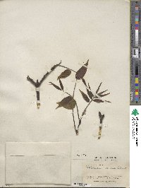 Phellodendron chinense image