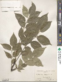 Phellodendron chinense image