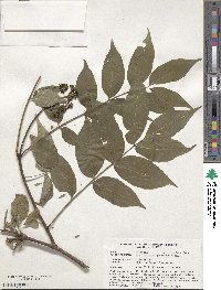 Phellodendron amurense image