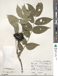 Phellodendron amurense var. japonicum image