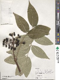 Phellodendron amurense image