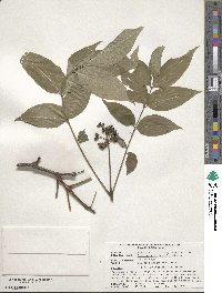 Phellodendron amurense var. japonicum image