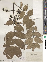 Phellodendron amurense var. japonicum image