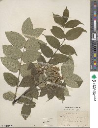 Phellodendron amurense var. japonicum image