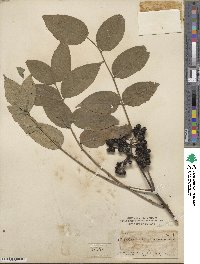 Phellodendron amurense var. japonicum image